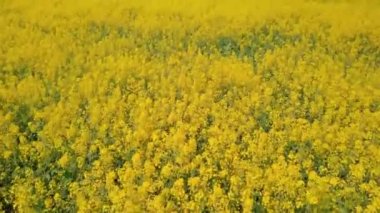Güneşli bir günde açan kolza tohumu tarlası. Hava fotoğrafçılığı, İHA