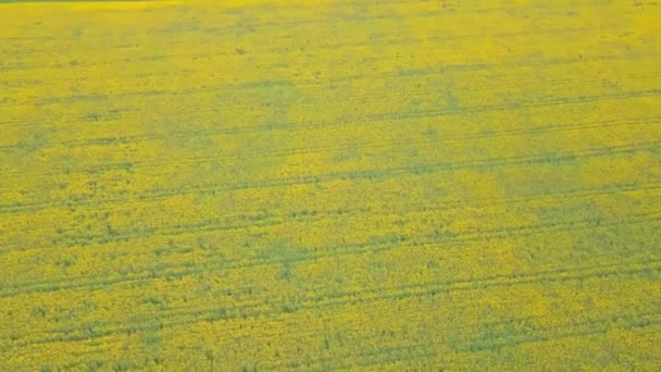Blühendes Rapsfeld am sonnigen Tag. Luftaufnahmen, Drohne — Stockvideo