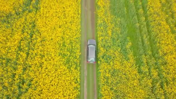 Vue aérienne d'une voiture se déplaçant dans un champ de colza en fleurs. — Video