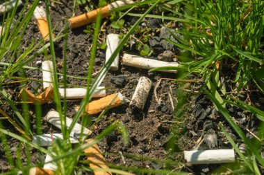 Close-up of a lot of discarded cigarette butts in the grass. Cigarette butts on the ground. Environmental protection. Pollution of nature. clipart