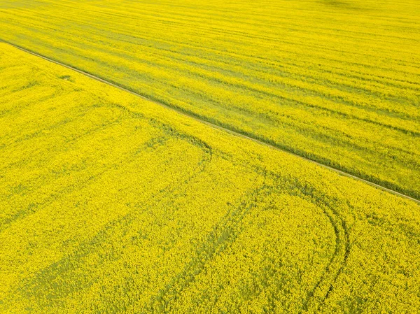 Drohnen Ansicht Eines Schön Blühenden Rapsfeldes Einem Sonnigen Frühlingstag Quadrotorfilme — Stockfoto