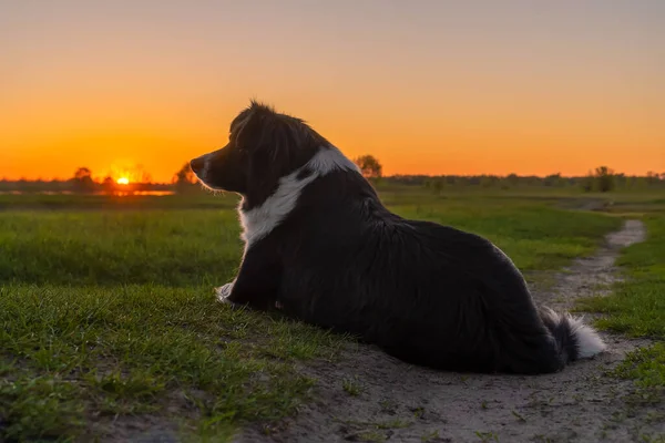 Smuk Sort Hvid Hund Liggende Sti Græsset Baggrund Smuk Solnedgang - Stock-foto