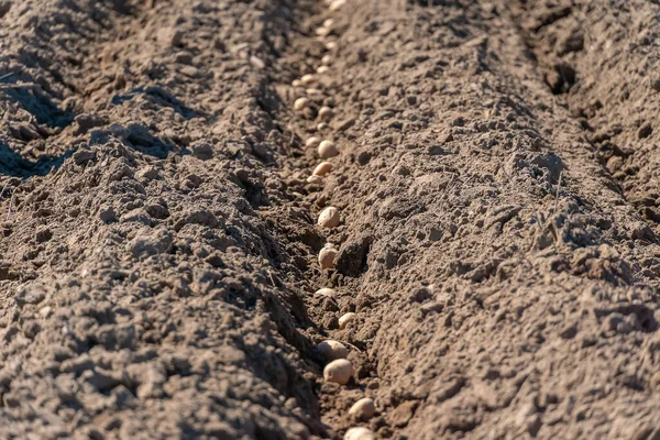 Processen Att Plantera Ett Potatisfält Trädgården Närbild Potatisfrön Planteringsprocess För — Stockfoto