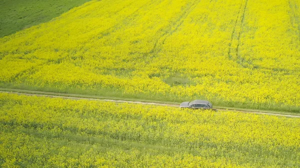 在阳光灿烂的日子里 一辆汽车在菜田里沿着大路行驶的情景 无人看得见 — 图库照片