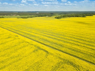 Güneşli bir bahar gününde çiçek açan kolza tarlasının insansız hava aracı görüntüsü. Kuadrotor çekimleri.