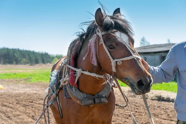Boerenknecht Hand Houdt Een Geharnast Paard Vast Voor Werk Bij — Stockfoto