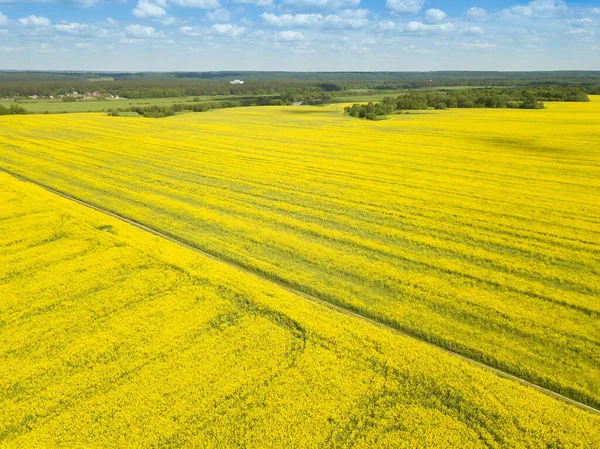 Güneşli bir bahar gününde çiçek açan kolza tarlasının insansız hava aracı görüntüsü. Kuadrotor çekimleri.