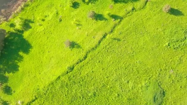 Αεροφωτογραφία του κηφήνα κύκλους πάνω από ένα πράσινο πεδίο ή λιβάδι. — Αρχείο Βίντεο