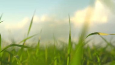 Yeşil çimenler yakın plan. Çayırda büyüyen çimlerin üzerinde kamera hareketi.