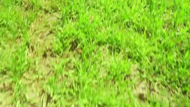Zöld fű közelről. kameramozgás a réten növekvő füvön. — Stock videók