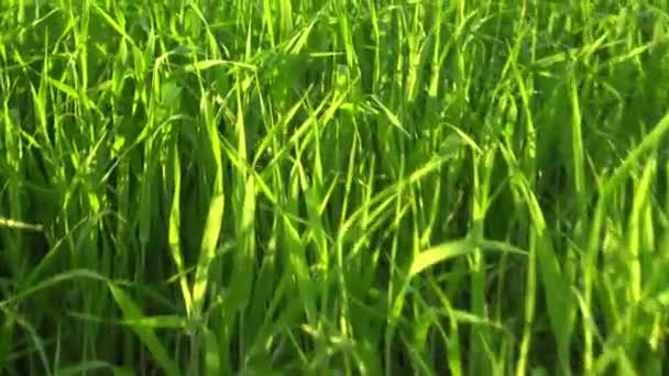 Zöld fű közelről. kameramozgás a réten növekvő füvön. — Stock videók