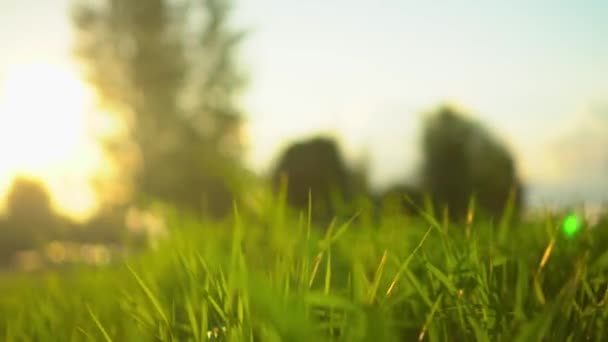 緑の芝生のクローズアップ。牧草地で育つ草の上のカメラの動きは. — ストック動画