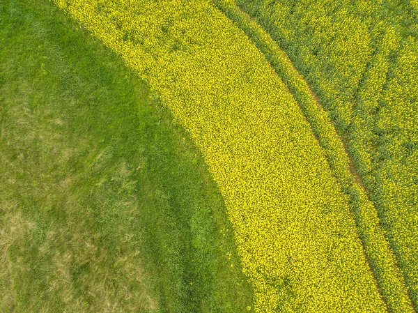 Luftaufnahme Eines Teils Eines Rapsfeldes Mit Grünem Gras — Stockfoto
