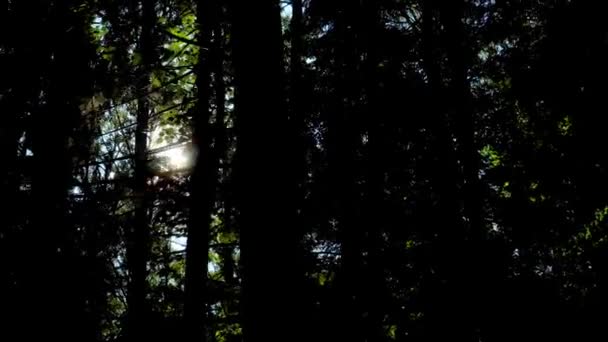 Οι ακτίνες του ήλιου διαπερνούν το φύλλωμα ενός υπέροχου πράσινου δέντρου. — Αρχείο Βίντεο