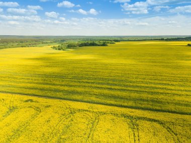 Güneşli bir bahar gününde çiçek açan kolza tarlasının insansız hava aracı görüntüsü. Kuadrotor çekimleri.