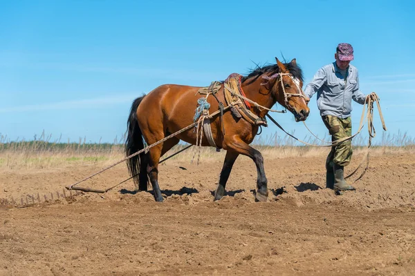 Man Farmer Horse Harrowing Field Sunny Day Concept Spring Work — Stock Photo, Image