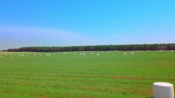 Heuballen in weißen Plastikverpackungen stapeln sich auf einem Feld. Drohnenflug. — Stockvideo