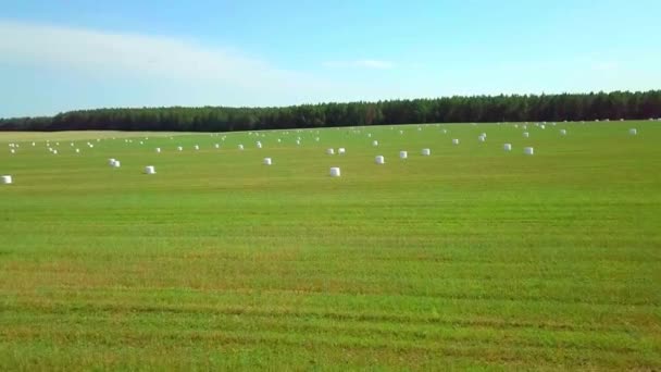 Balíky sena v bílých plastových obalech jsou naskládány na pole. let dronu. — Stock video