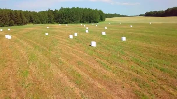 A szénabálákat fehér műanyag csomagolásban egy mezőn tárolják. drón repülése. — Stock videók