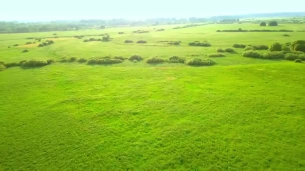 風に揺れる草の緑の牧草地。自然の場. — ストック動画