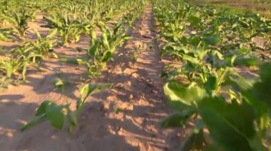 Olgunlaşan şeker pancarı alanı. Sıcaklık. Yüksek sıcaklıktan solmuş yapraklar.,