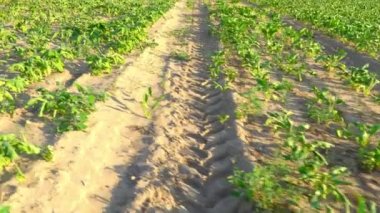 Olgunlaşan şeker pancarı alanı. Sıcaklık. Yüksek sıcaklıktan solmuş yapraklar.,