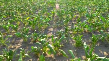 Olgunlaşan şeker pancarı alanı. Sıcaklık. Yüksek sıcaklıktan solmuş yapraklar.,