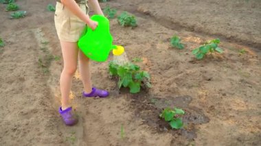 Çiftçinin asistanı taze biber fidanlarını suluyor..