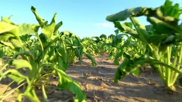 Primer plano de la remolacha azucarera creciendo en fila en el campo. verano seco, planta quemada por calor, — Vídeos de Stock