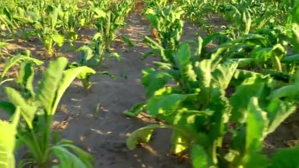 Primer plano de la remolacha azucarera creciendo en fila en el campo. verano seco, planta quemada por calor, — Vídeos de Stock