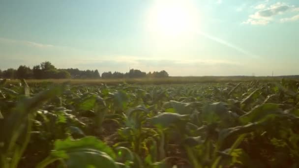 Primer plano de la remolacha azucarera creciendo en fila en el campo. verano seco, planta quemada por calor, — Vídeos de Stock
