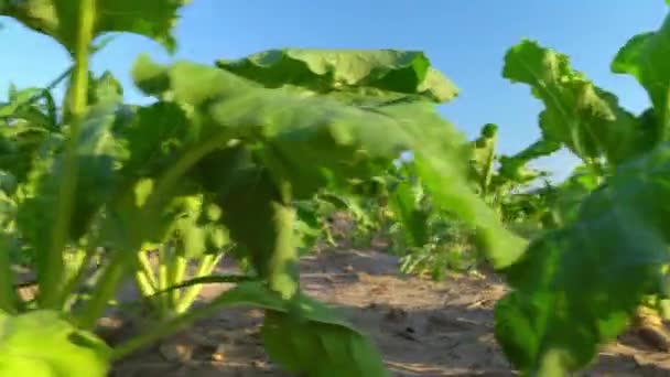 Primer plano de la remolacha azucarera creciendo en fila en el campo. verano seco, planta quemada por calor, — Vídeos de Stock