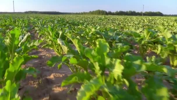 Campo di maturazione della barbabietola da zucchero. Calore. foglie appassite dalle alte temperature, — Video Stock