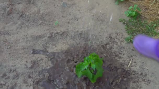 The farmer's assistant girl waters the seedlings of young peppers. — Stock Video