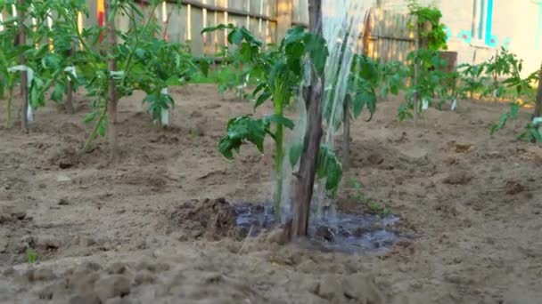 Chica riega plantas de tomate de regadera. Cultivando tomates. agricultura. — Vídeos de Stock