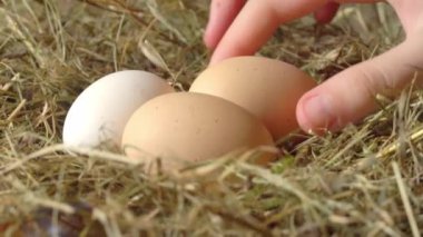 Tavuk yumurtaları samanlıkta kümese yakın çekim. Çocuğun eli bir yumurta alır.