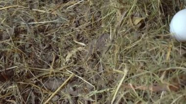 Tavuk yumurtaları samanlıkta ya da samanlıkta kümeste. kamera hareketi pürüzsüz