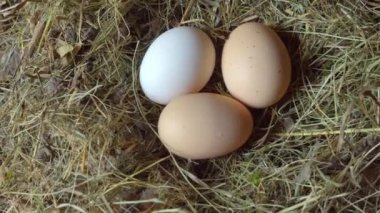 Kırsal yaşam. Tavuk yumurtaları yuvada. Üç tavuk yumurtası saman yuvasında yatıyor..