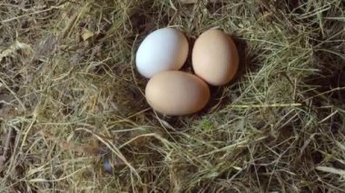 Tavuk yumurtaları samanlıkta ya da samanlıkta kümeste. kamera hareketi pürüzsüz