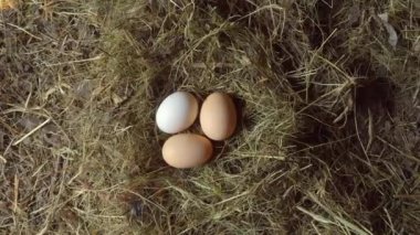 Kırsal yaşam. Tavuk yumurtaları yuvada. Üç tavuk yumurtası saman yuvasında yatıyor..
