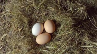 Tavuk yumurtaları samanlıkta ya da samanlıkta kümeste. kamera hareketi pürüzsüz