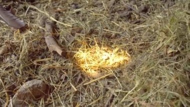 Kırsal yaşam. Tavuk yumurtaları yuvada. Üç tavuk yumurtası saman yuvasında yatıyor..