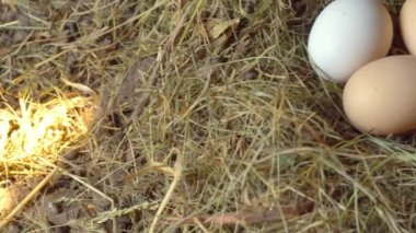 Kırsal yaşam. Tavuk yumurtaları yuvada. Üç tavuk yumurtası saman yuvasında yatıyor..