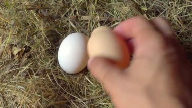 Bir adamın eli yuvadan tavuk yumurtalarını yakın plan çekimde alır..