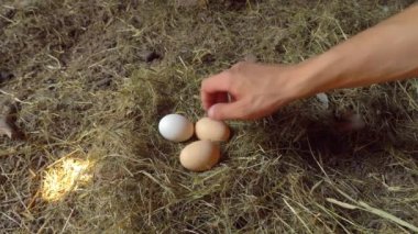 Bir adamın eli yuvadan tavuk yumurtalarını yakın plan çekimde alır..