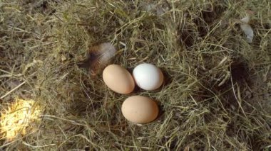 Bir adamın eli yuvadan tavuk yumurtalarını yakın plan çekimde alır..