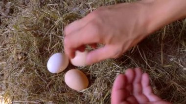 Bir adamın eli yuvadan tavuk yumurtalarını yakın plan çekimde alır..