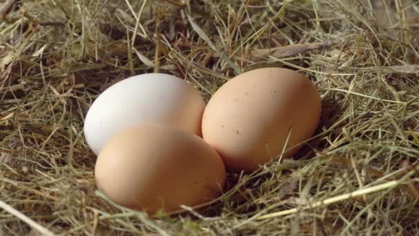鸡蛋在干草鸡舍里的特写。孩子的手拿着一个鸡蛋 — 图库视频影像