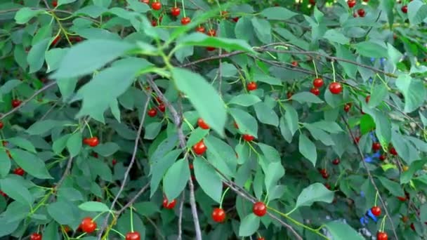 Cseresznye a fán, magas C-vitamin és antioxidáns gyümölcs. Friss bio a fán. — Stock videók
