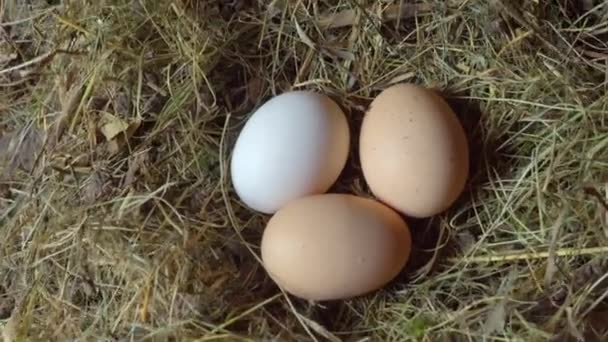 Landleben. Hühnereier im Nest. Drei Hühnereier liegen im Stroh. — Stockvideo